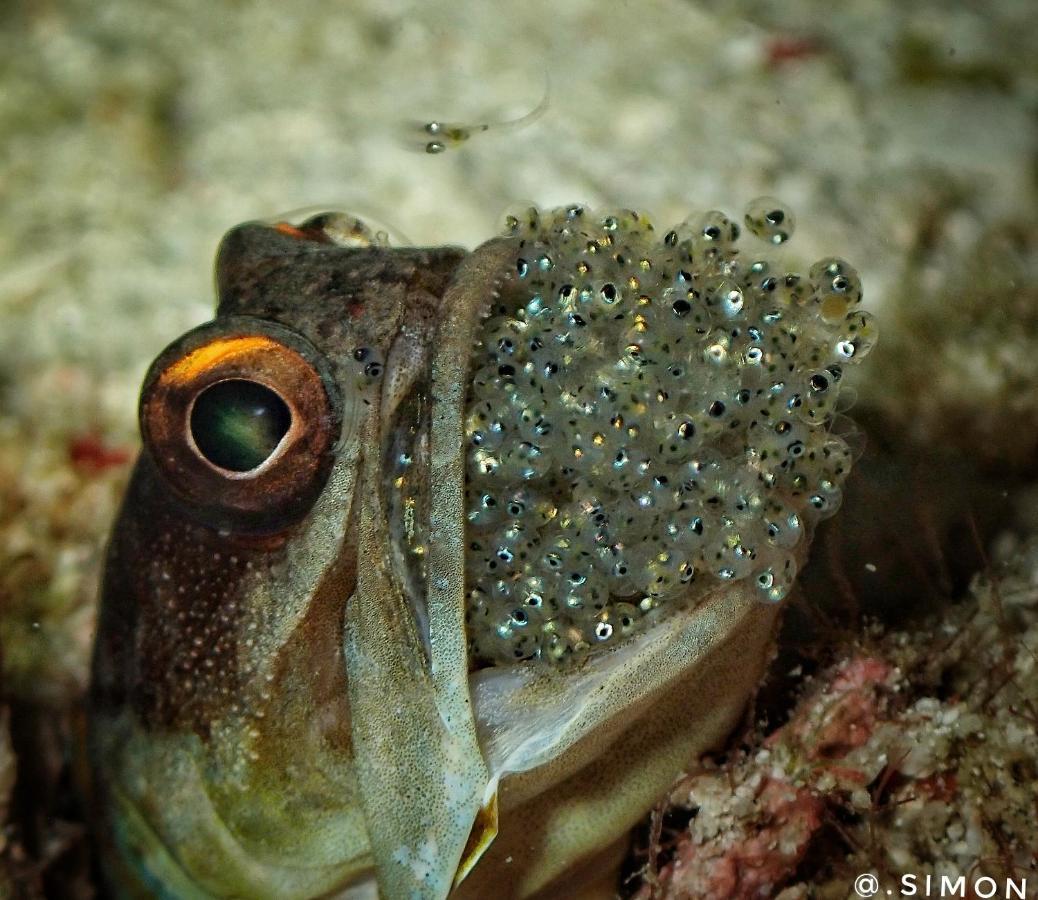 K2 Lembeh Dive Resort Bitung ภายนอก รูปภาพ