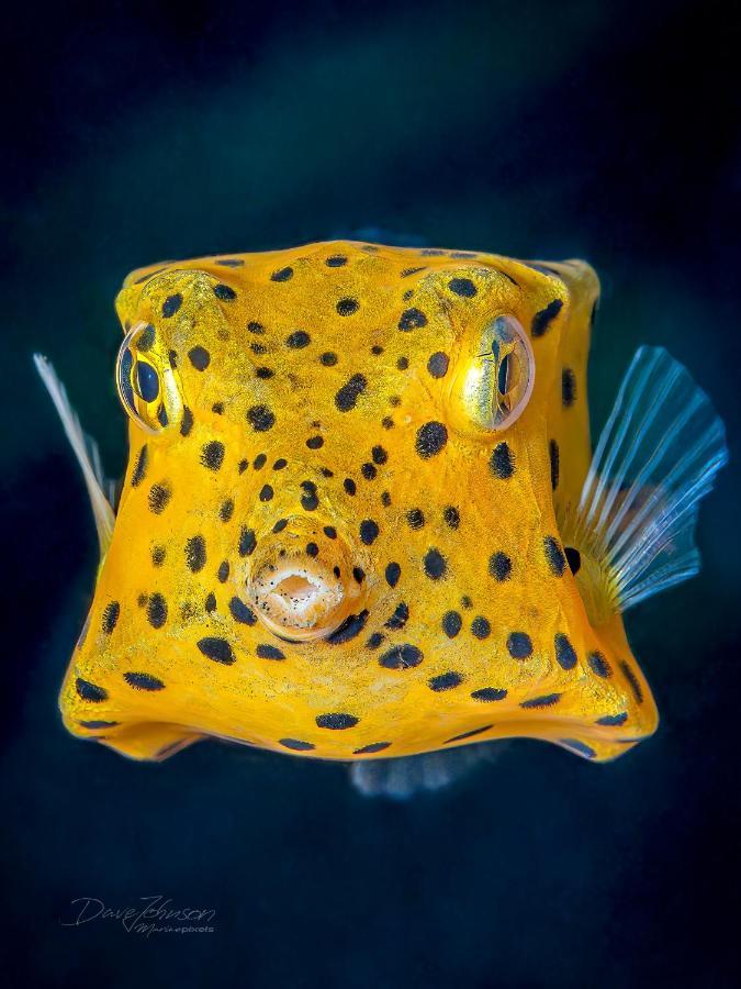 K2 Lembeh Dive Resort Bitung ภายนอก รูปภาพ