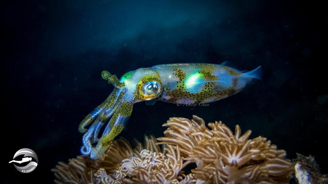 K2 Lembeh Dive Resort Bitung ภายนอก รูปภาพ